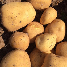 Patata nueva de España - variedad Agria