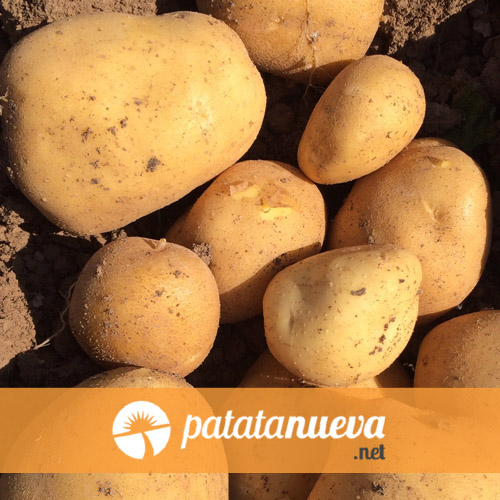 Patata nueva de España - variedad Agria