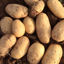 Patata nueva de España - variedad Elodie