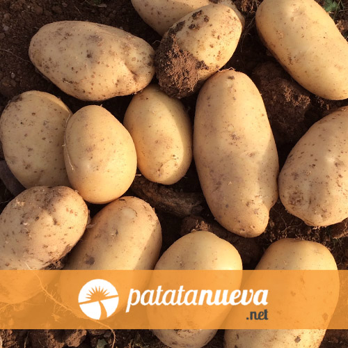 Patata nueva de España - variedad Elodie