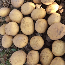 Patata nueva de España - variedad Frisia