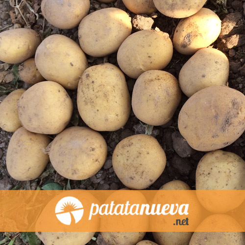 Patata nueva de España - variedad Frisia