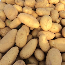 Patata nueva de España - variedad Spunta